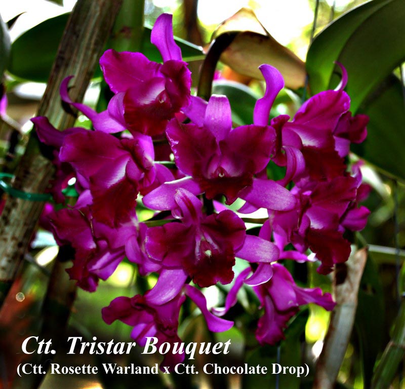 Ctt. Tristar Bouquet 5-6"pot or basket